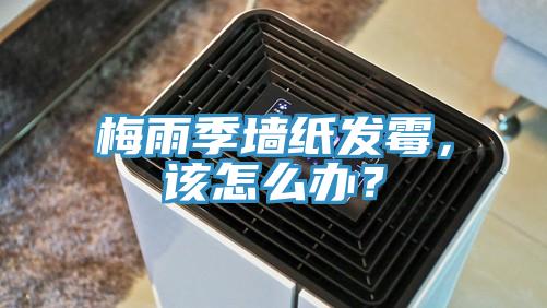 梅雨季墻紙發(fā)霉，該怎么辦？