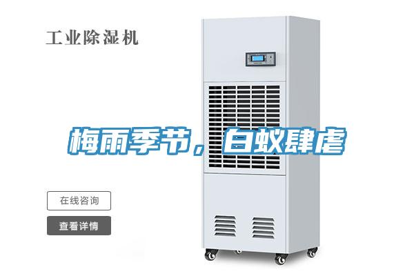 梅雨季節(jié)，白蟻肆虐