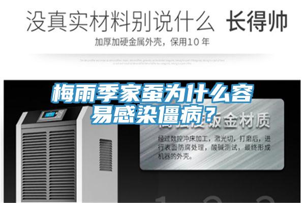 梅雨季家蠶為什么容易感染僵病？
