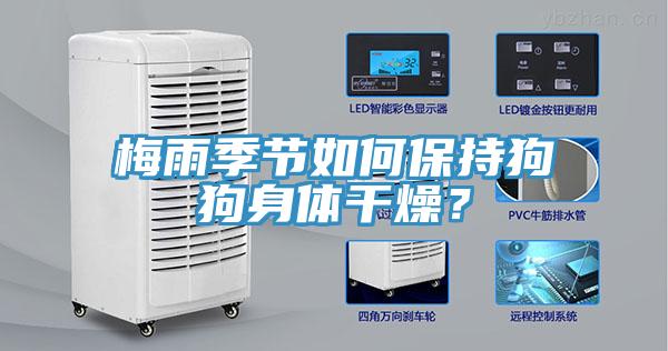 梅雨季節(jié)如何保持狗狗身體干燥？