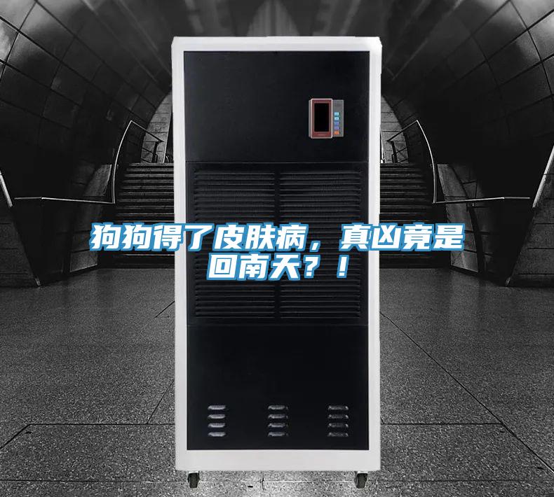 狗狗得了皮膚病，真兇竟是回南天？！