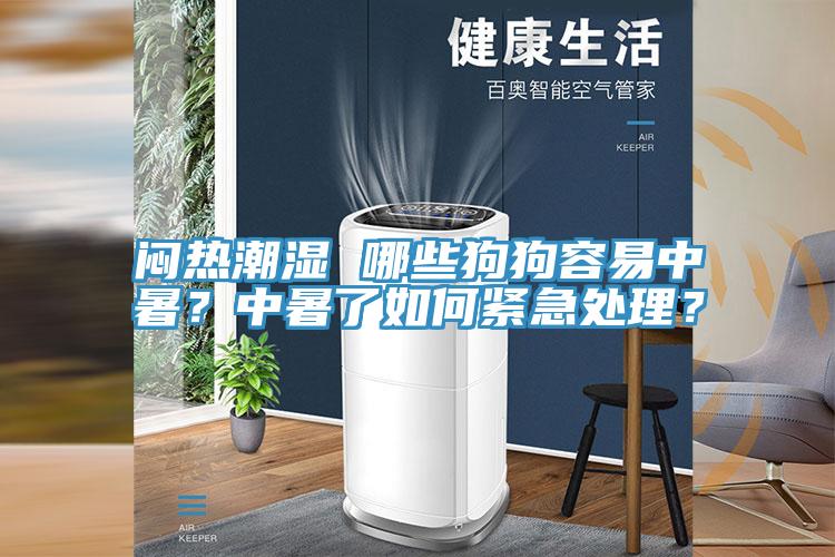 悶熱潮濕 哪些狗狗容易中暑？中暑了如何緊急處理？