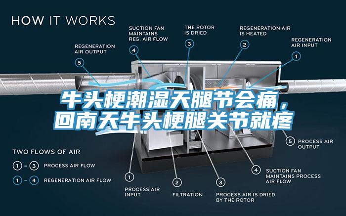 牛頭梗潮濕天腿節(jié)會痛，回南天牛頭梗腿關節(jié)就疼