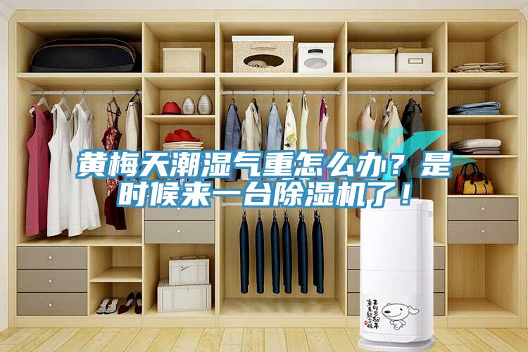 黃梅天潮濕氣重怎么辦？是時候來一臺除濕機了！